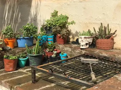 a bunch of potted plants sitting next to a wall at FINCA URBANA departamentos in Alta Gracia