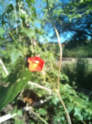 a red flower in the middle of some trees at Hermosa casa amplia y luminosa in Villa Los Aromos