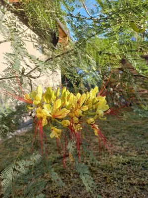 a bunch of yellow flowers on a tree at Hermosa casa amplia y luminosa in Villa Los Aromos