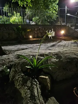 a plant in a rock garden at night at LUSANYUN 1 in Villa Independencia