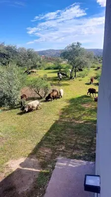 a herd of animals grazing in a grassy field at La Loma del Valle in Tanti