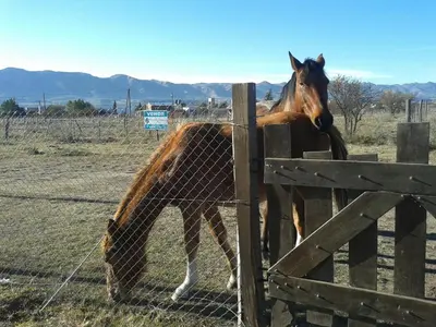 a horse is standing behind a fence at Remanso Los Molinos in Potrero de Garay