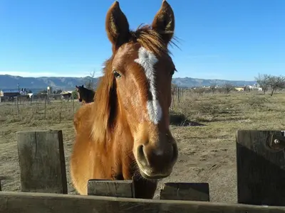 a brown horse standing next to a wooden fence at Remanso Los Molinos in Potrero de Garay