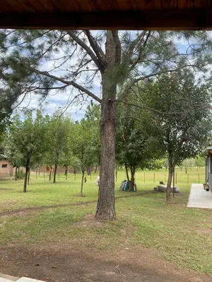 a large tree in a field with a park at cuatro vientos 1 in Santa Rosa de Calamuchita