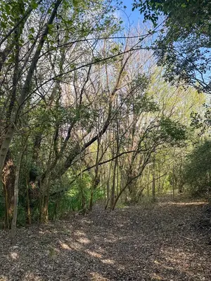 a wooded area with trees and leaves on the ground at Casa de piedra con jardin y pileta - privada in Los Hornillos