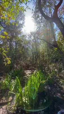 a pond in the middle of a forest at Casa de piedra con jardin y pileta - privada in Los Hornillos