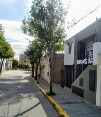 a tree on the side of a street at Punto Golondrina in Alta Gracia