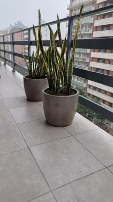 two potted plants are sitting on a balcony at El Abrojal 3 - Dpto 1 dormitorio a 3 cuadras Patio Olmos in Cordoba