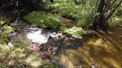 a stream of water in the middle of a forest at Jasy Cabañas in Potrero de Garay