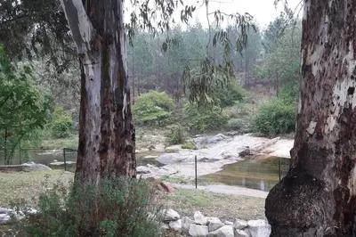 two trees in a field with a river in the background at HOSTERÍA ARROYO CRISTAL in Cavalango