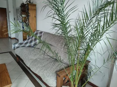 a couch in a living room with green plants at Departamento Centrico con terraza propia in Río Cuarto