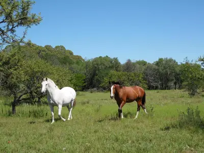 two horses standing in a field of grass at Posada Tinktinkie in Santa Rosa de Calamuchita