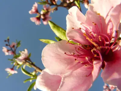 a close up of a pink flower on a tree at La Argentina Complejo in Villa Ciudad de America