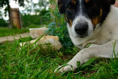 a black and white dog laying in the grass at La Argentina Complejo in Villa Ciudad de America