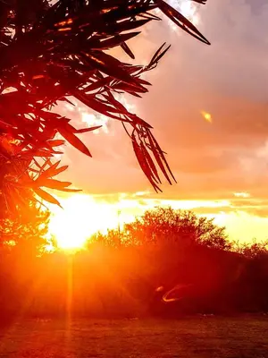 a sunset with the sun setting behind some trees at Cabaña Los Espinillos in Cortaderas