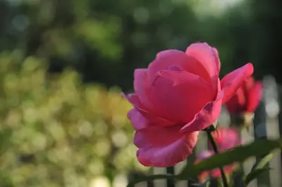 a pink flower in a group of pink roses at Bosque Encantado Cabañas in Villa Icho Cruz