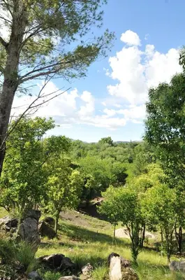 a grassy field with trees and rocks in a field at Bosque Encantado Cabañas in Villa Icho Cruz