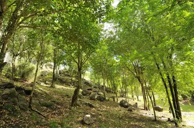 a wooded area with trees and rocks on the ground at Bosque Encantado Cabañas in Villa Icho Cruz