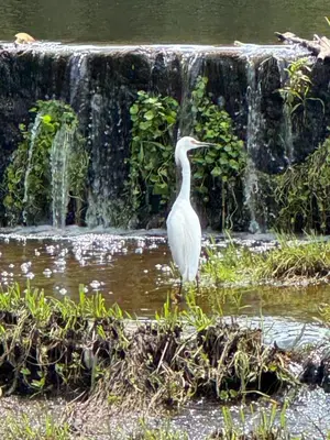 a bird standing in the water in front of a waterfall at Complejo Costario in Tanti