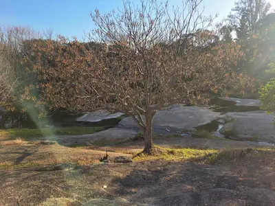 a tree sitting in the middle of a field at Complejo Costario in Tanti