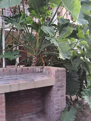 a plant sitting on top of a brick wall at Dpto BenRos 5 pax - Complejo el Escorial in Villa Carlos Paz