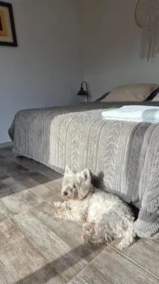 a dog laying on the floor next to a bed at Mirada al Champaquí - Chalet de Montaña in Villa Yacanto