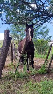 a brown horse standing next to a fence at Los Ceibos Suites in Villa Ciudad de America