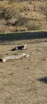 a group of animals laying in a field at Los Ceibos Suites in Villa Ciudad de America