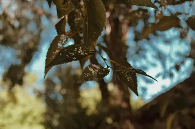 a close up of leaves on a tree at Las cuatro estaciones in Merlo