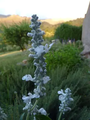a plant with white flowers in a garden at Apart Loma Linda in Merlo