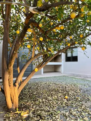 Gallery image of Soñado Departamento en B Jardin in Cordoba