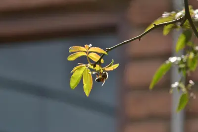 a bee on a tree branch with leaves at Cabañas Los Horneros in Santa Rosa de Calamuchita
