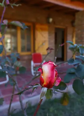 a red rose on a plant in front of a house at Casa de campo in Los Hornillos