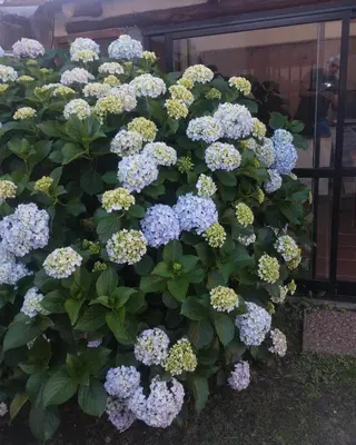 a bunch of blue and white flowers on a bush at Lo de Claudia in Alta Gracia