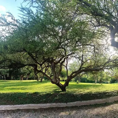 a tree in the middle of a green field at Excepcional Casa de campo in Villa Anizacate