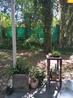 a table with potted plants sitting next to a tree at Casa en Villa Los Aromos cerca del río in Villa Los Aromos