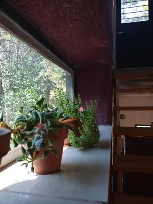 a group of plants sitting on a window sill at Casa en Villa Los Aromos cerca del río in Villa Los Aromos