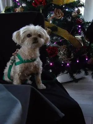 a small dog sitting on a chair next to a christmas tree at Nova Hotel Boutique in Villa Carlos Paz