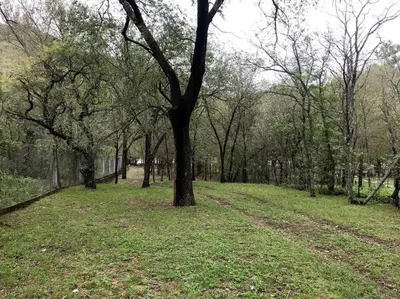 a tree in the middle of a grass field at Cabaña La Cotita in Villa Los Aromos