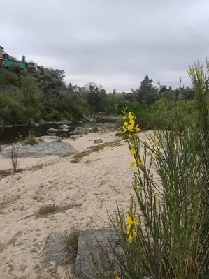 a beach with yellow flowers in the sand at Cabaña La Cotita in Villa Los Aromos