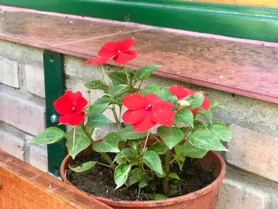 a pot of red flowers sitting on a bench at Hotel Complejo Najul Suites-Solo Adultos in Mina Clavero