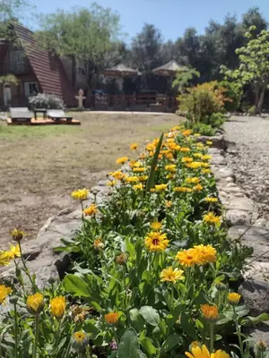 a bunch of yellow flowers in a garden at Alpinas San Lorenzo in Merlo