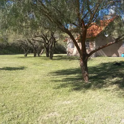 a tree in a field next to a house at Cabañas El Duende in Quines