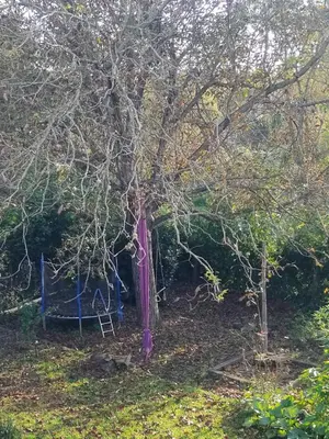 a purple tree with a swing in a yard at La casita azul, Tanti in Tanti
