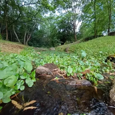 a stream of water with green plants and trees at Estancia La Victoria - Cabañas de Montaña in Villa Yacanto