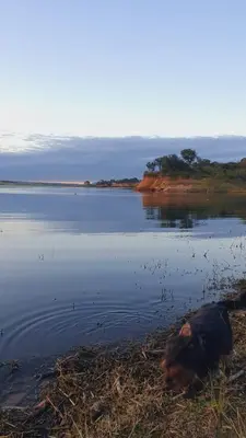 a dog laying on the shore of a body of water at Tiny Samay Punto Claro in Villa Ciudad Parque
