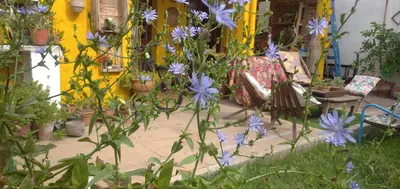 a group of purple flowers in front of a house at La bien querida in Cordoba