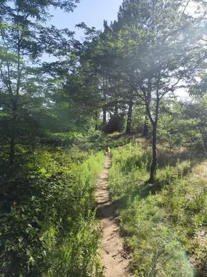 a dirt trail in a field with trees at Los Grillos Cabañas Serranas in Los Reartes
