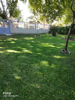 a park with a tree in the grass at Casa Icho Cruz in Villa Icho Cruz