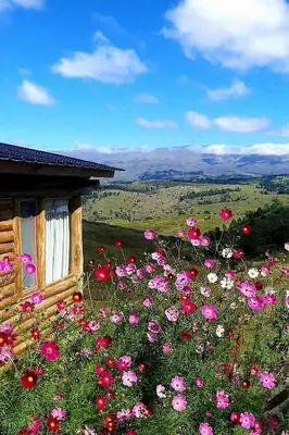a field of pink flowers in front of a building at La Autóctona in Villa Yacanto